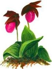Lake George Community Garden Club